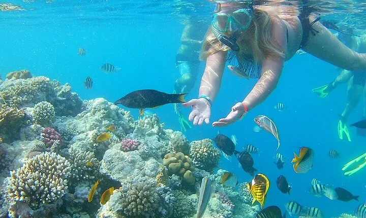 Private Speedboat Trip to Dolphin House Hurghada and Parasailing