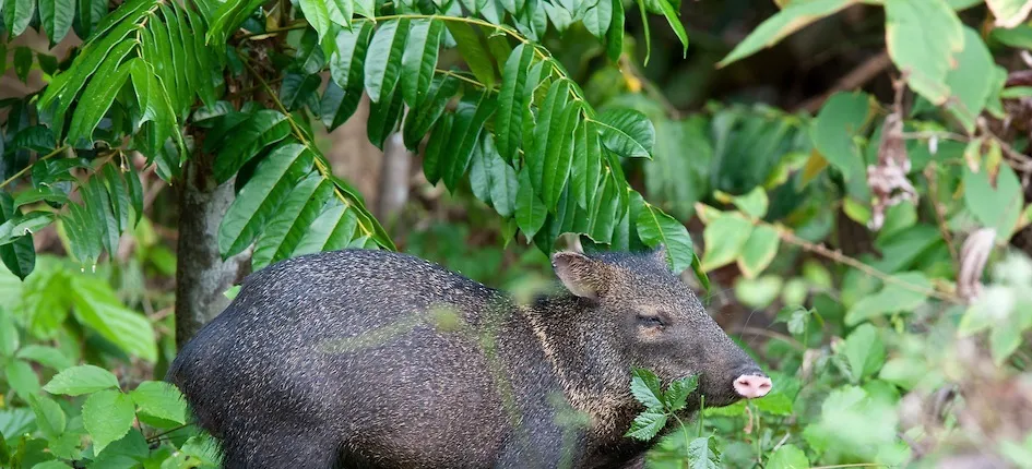 Hacienda Baru Wildlife Nature Tour from Manuel Antonio