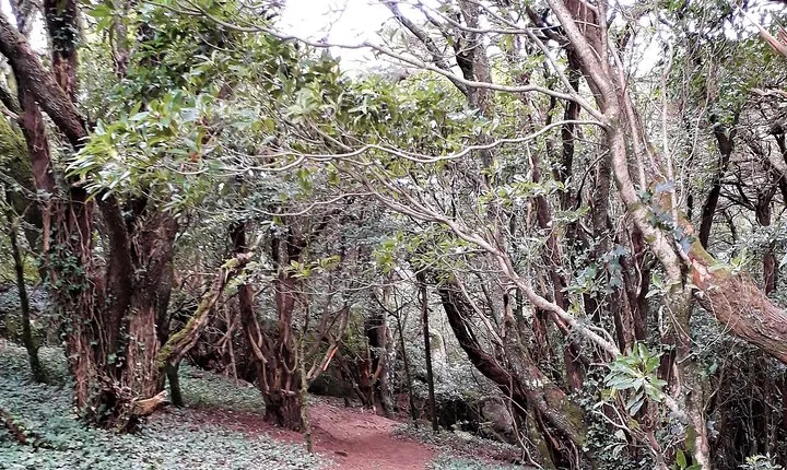 Hiking in Sintra-Cascais Natural Park