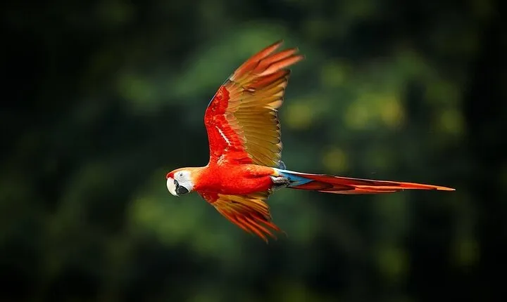 13 Days Exploring Ecuador Highlands and Rainforest