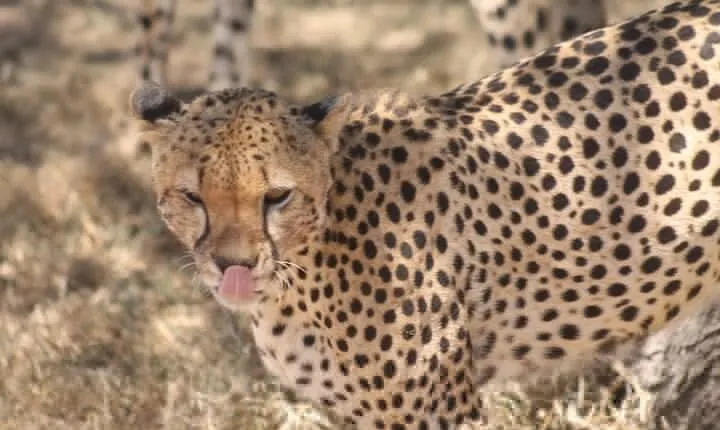 2 Days 1 Night Northern Joining Safari Private Tour