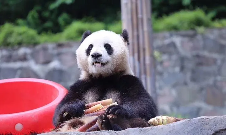 One Day Trip to Chengdu Panda Base & Hanglongxi Ancient Town