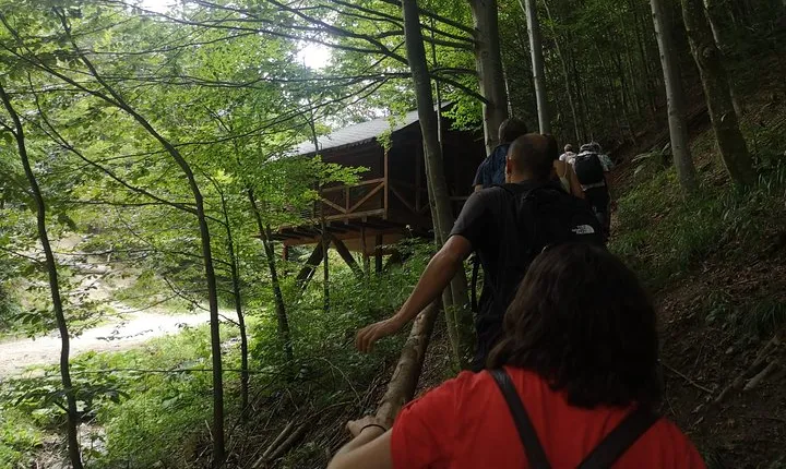 Brown Bears in the wild, no fence