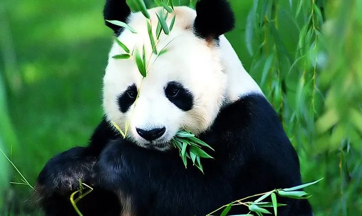 Beijing Historical Tour II including Summer Palace, Lama Temple & Panda Garden