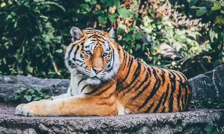 Private 4-Day Ranthambhore Tiger Safari Tour to Agra and Jaipur from Delhi