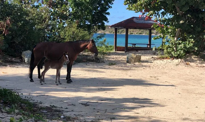 Vieques Island Rich History Tour