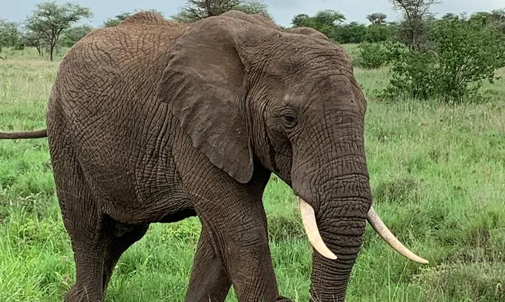 7 Days/6 Nights - Tanzania luxury wildlife and walking safari