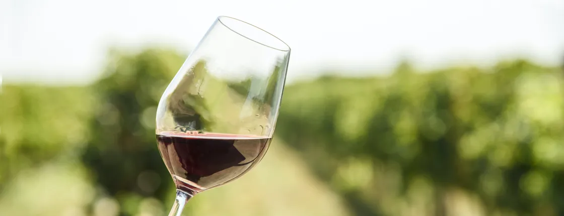 Redwoods and Wine Country combo tour with wine tasting