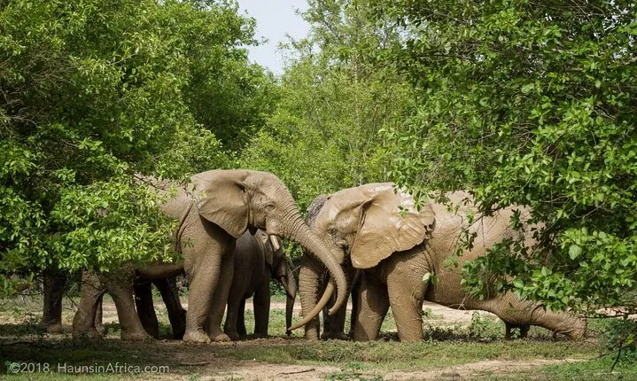 2 Days 1 Night Wildlife Safari at Mole Park (Round trip flights)