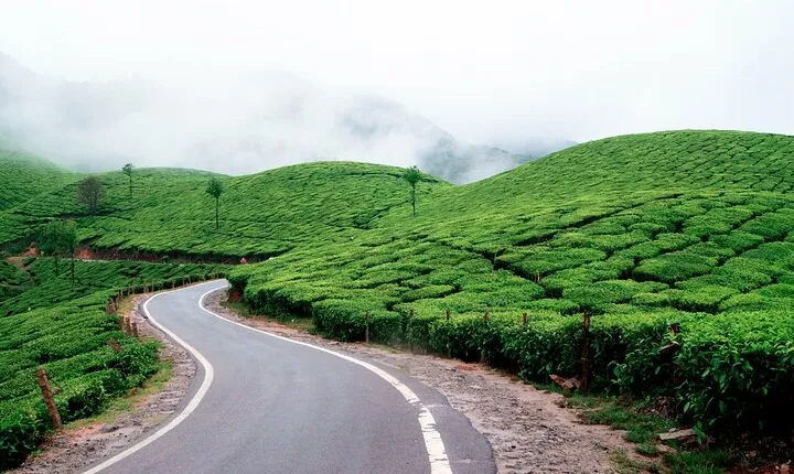 Private Day Tour of Munnar from Kochi in Air-Conditioned Vehicle