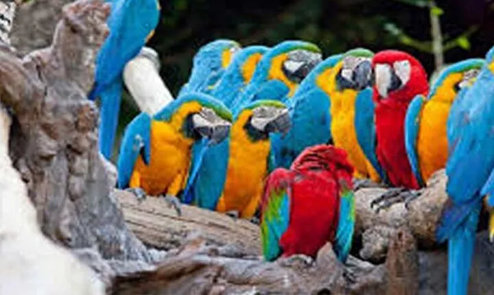 Bali Bird Park-Jungle Swing-Monkey Forest-RiceTerrace-WaterTemple