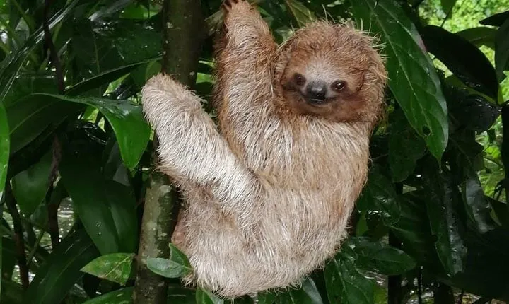 Sloths in their natural habitat & Blue river waterfall