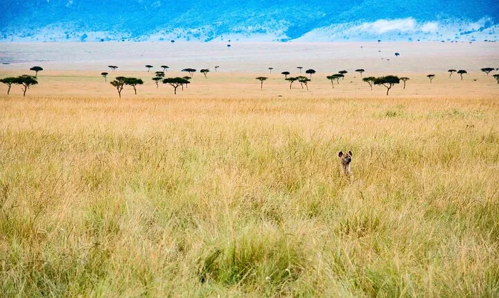 6 days the best of Tanzania private safari