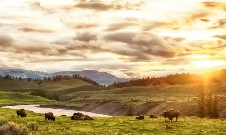 Yellowstone National Park Tour from Jackson Hole