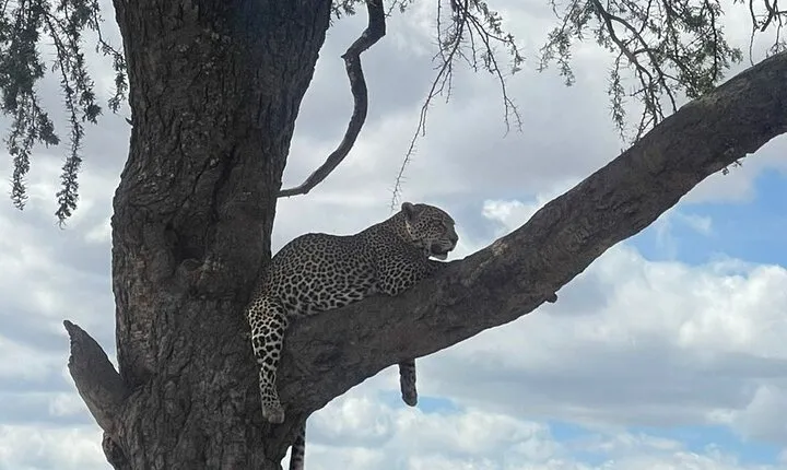 6 Days Private Tanzania Safari Tour