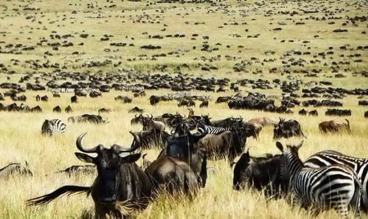Private 6-Day Wildebeest Migration Safari + Hazdabe Lake Eyasi