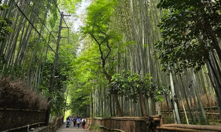 Arashiyama Half Day Tour