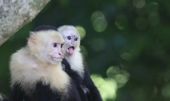 Manuel Antonio National Park Guided Tour