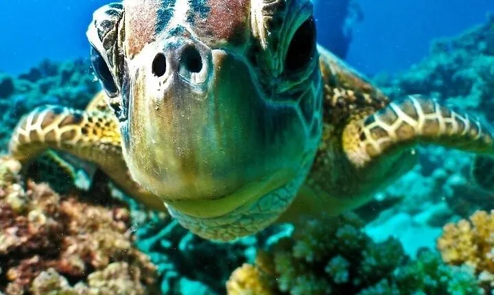 Semi Submarine Underwater Tour from Hurghada, Safaga, soma bay, Makadi, elgouna