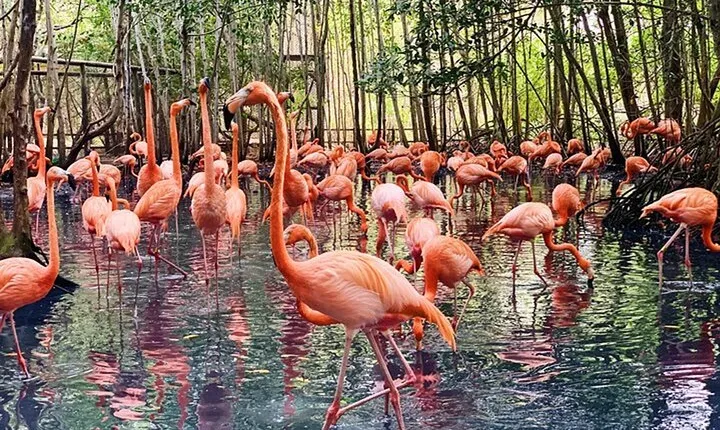 Transportation to the National AVIARY of Colombia