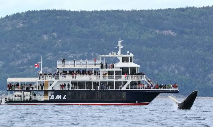 Tadoussac/Charlevoix: Whale Watching Tour