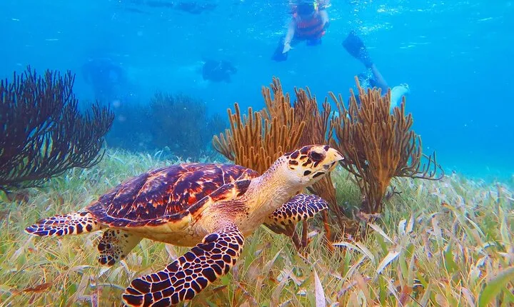 Coral Reef Snorkeling Expedition from Cancun with Beachside Lunch