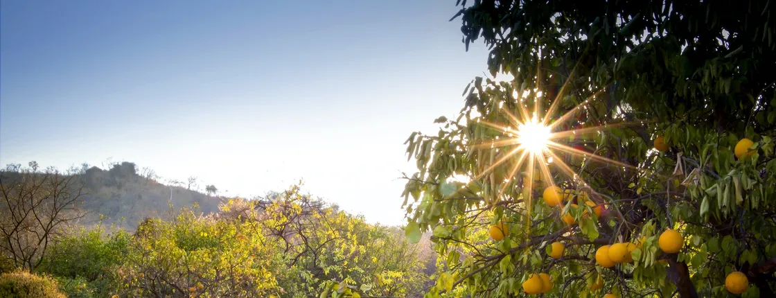 Bike tour to Ciaculli's citrus groves and rural farms from Palermo