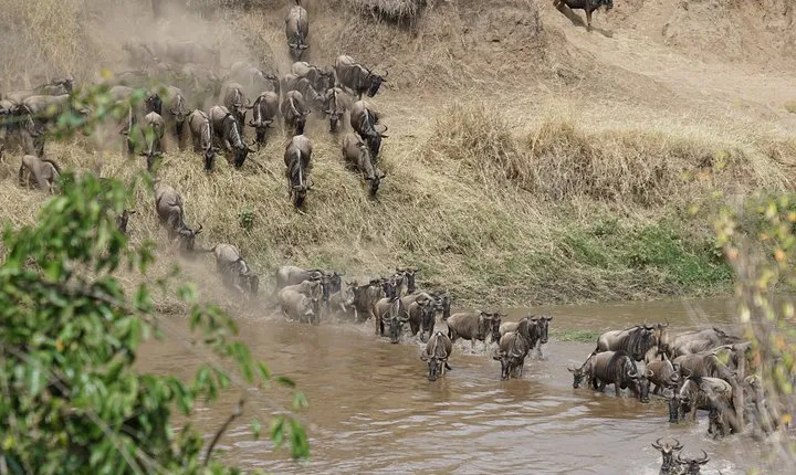 7 Days Migration Crossing in Mara River Northern Serengeti