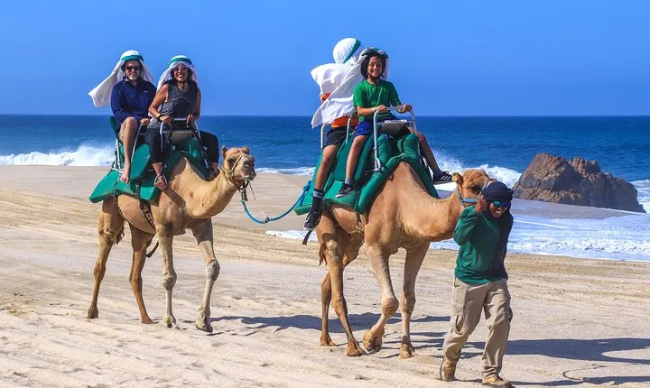 Cabo Camel Ride Experience