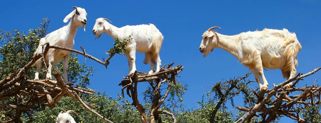 Trip to Spot Tree-Climbing Goats from Agadir