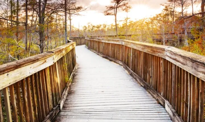 Everglades Immersion Tour: The Ultimate Everglades Adventure