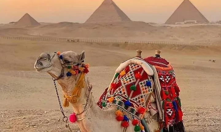 Sunset Camel Ride Including Local BBQ Dinner at the Pyramids
