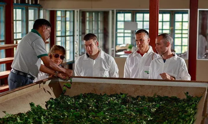 Uva Halpewatte Tea Factory Tour in Ella Sri Lanka