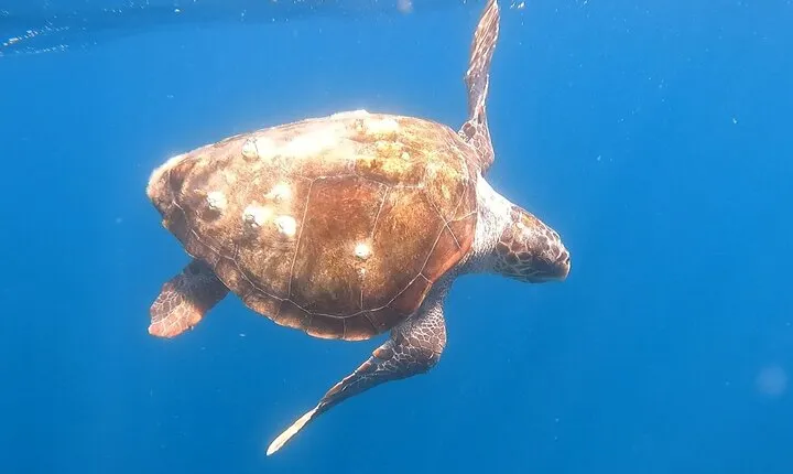 Snorkel Privately in Cabo San Lucas