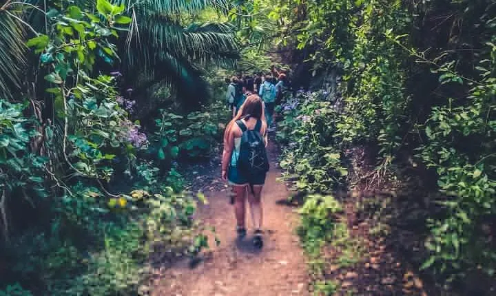 Full Day Rainforest Tour with Tasting and Swimming Time ツ