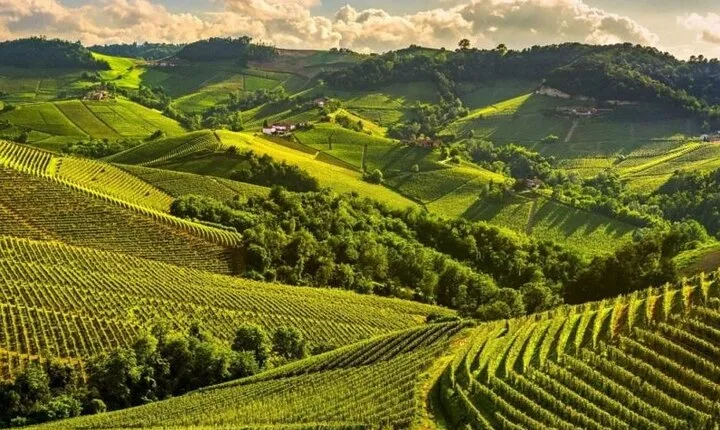One Day Private Tour of Alba City of Wine and Truffles