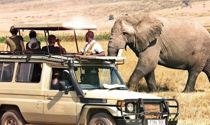 1 Day Private Ngorongoro Crater Safari