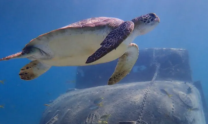 Swim With Turtles