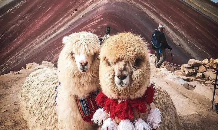 7 Colors Mountain Tour: Explore the Magic of Vinicunca in 1 Day