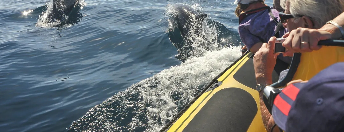 Insonia Cave and Dolphins Speedboat with Transport from Albufeira
