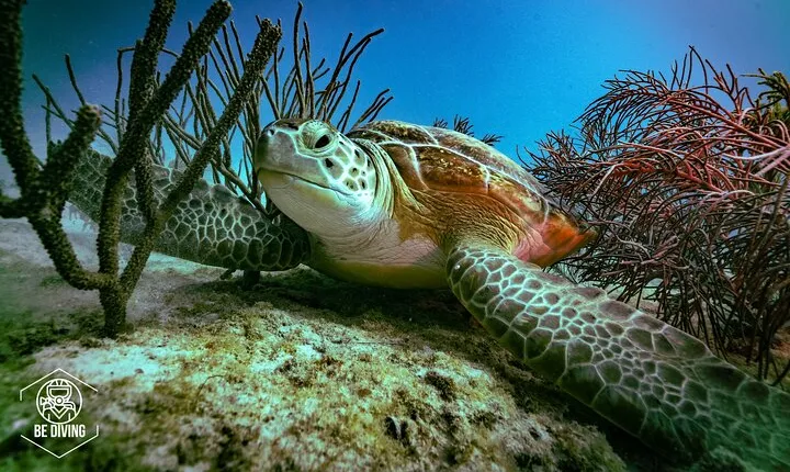 Scuba Diving in Cozumel Island