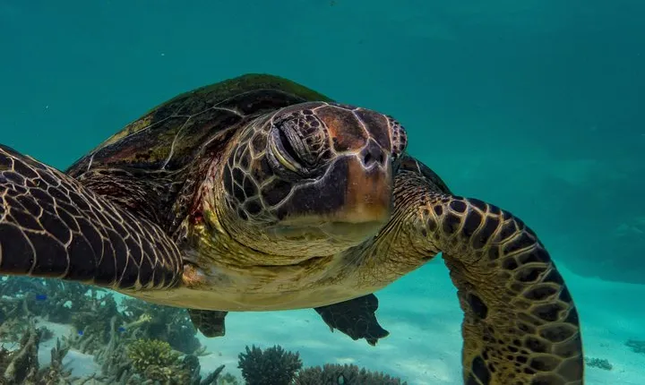 Half Day Snorkel 2.5hr Turtle Tour on the Ningaloo Reef, Exmouth