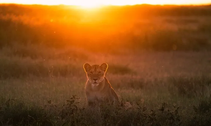 5 Day Serengeti Ngorongoro Tarangire Manyara Shared Safari Tour