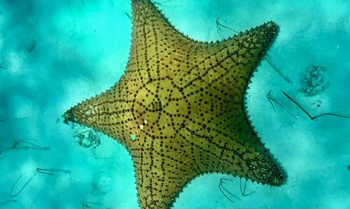 Cozumel Snorkeling Reef Experience with Ceviche and Beers