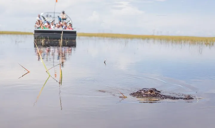 Florida Everglades Airboat Adventure and Wildlife Encounter