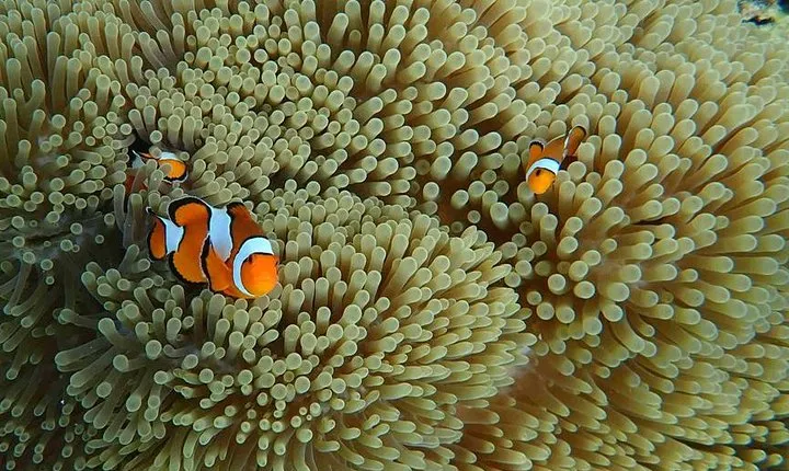 Surin Islands 3 Days 2 Nights Trip from Khao Lak