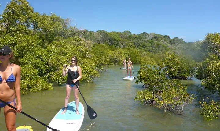 Noosa Stand Up Paddle & Mangrove Tunnel Tour