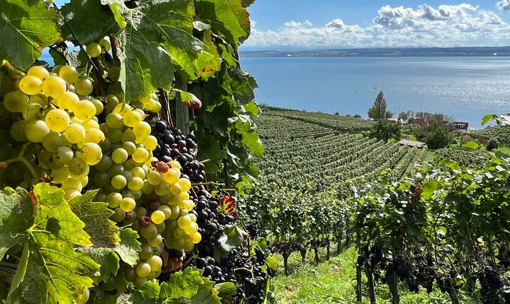 Lake Constance wine tour > day tour > wine tasting at 3 winemakers