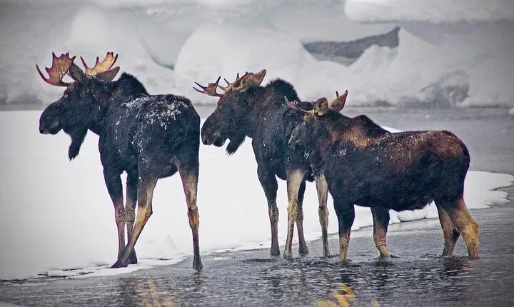 Winter Wildlife Safari in Yellowstone National Park