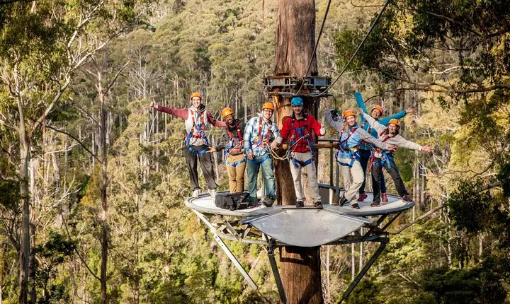 Launceston: Hollybank Treetops Adventure - Zipline Tours
